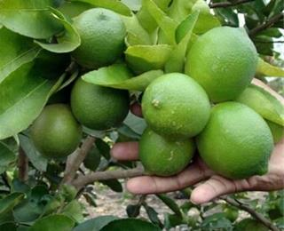 تصویر 2 از قیمت خرید نارنج پیوندی + فروش ویژه